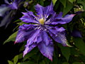 Clematis Daniel Deronda IMG_0247 Powojnik